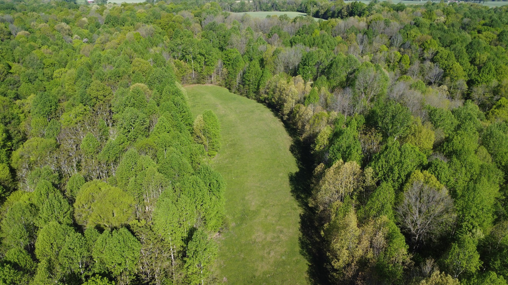 0 Green Valley Road Lafayette, TN 37083 - Photo 4 of 30 a view of a lush green forest with lots of trees