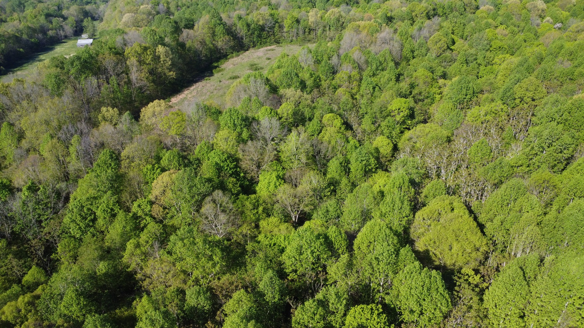 0 Green Valley Road Lafayette, TN 37083 - Photo 6 of 30 a view of a lush green forest