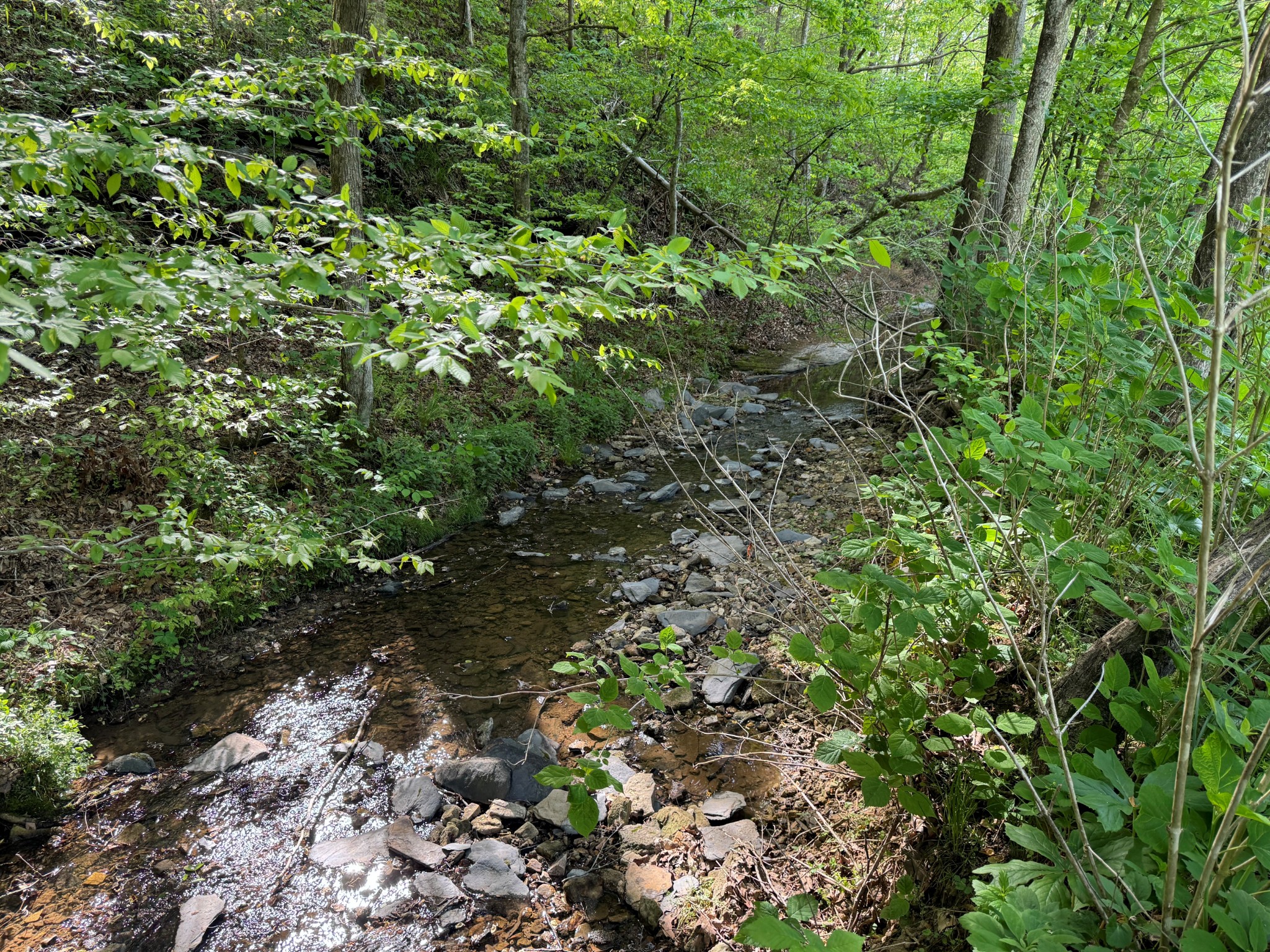0 Green Valley Road Lafayette, TN 37083 - Photo 7 of 30 a view of a forest