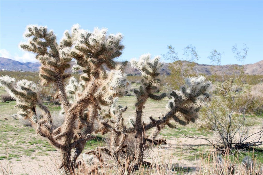 62999 East Broadway Joshua Tree, CA 92252 - Photo 12 of 23 a view of a tree in front of a field