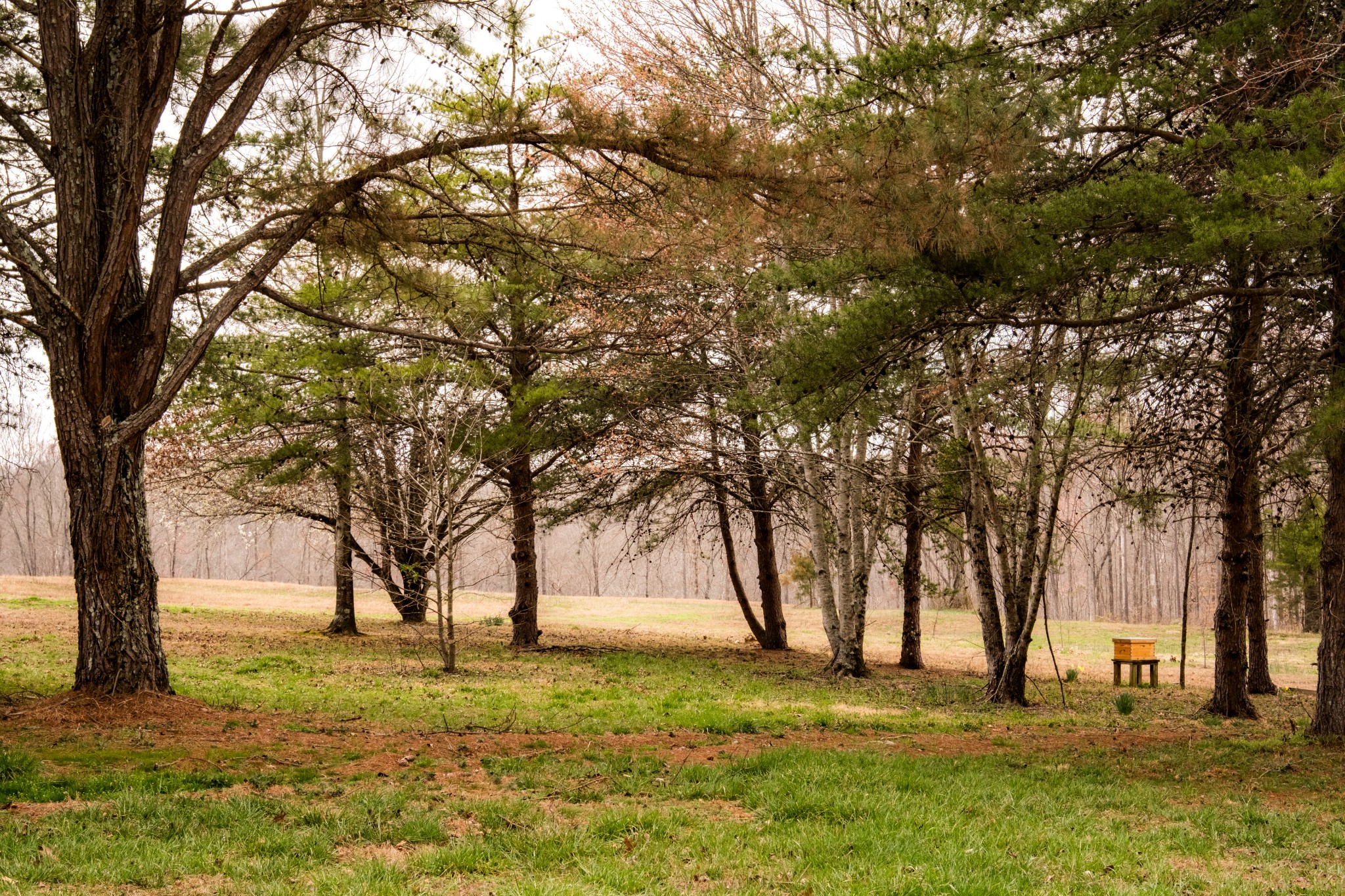 7050 Bakerville Road Waverly, TN 37185 - Photo 51 of 53 a big yard with lots of trees