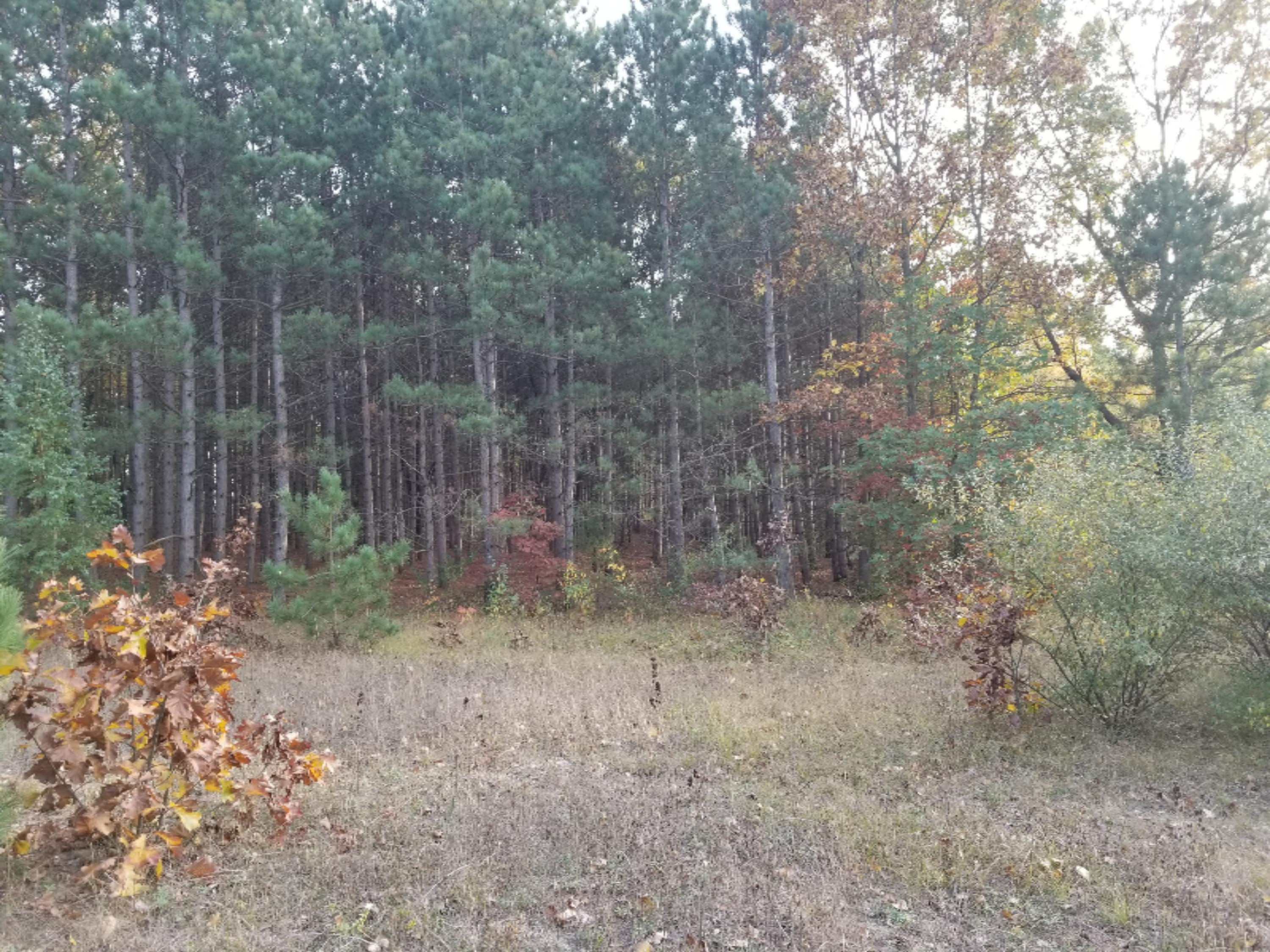 Parcel B Ranney Road Greenville, MI 48838 - Photo 6 of 9 20171020_170852