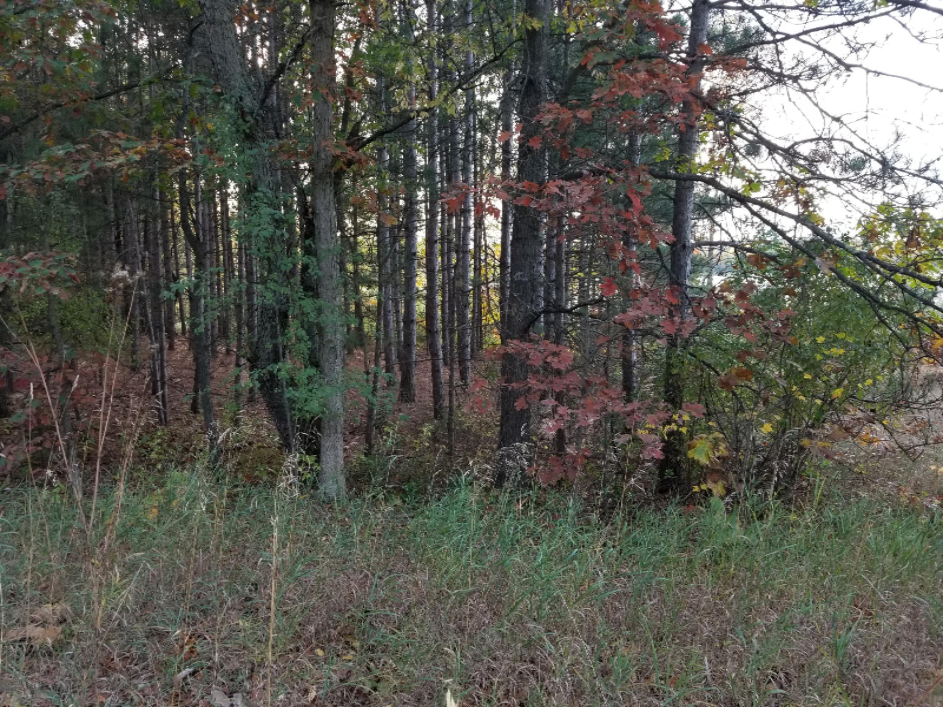 Parcel B Ranney Road Greenville, MI 48838 - Photo 8 of 9 20171020_171022