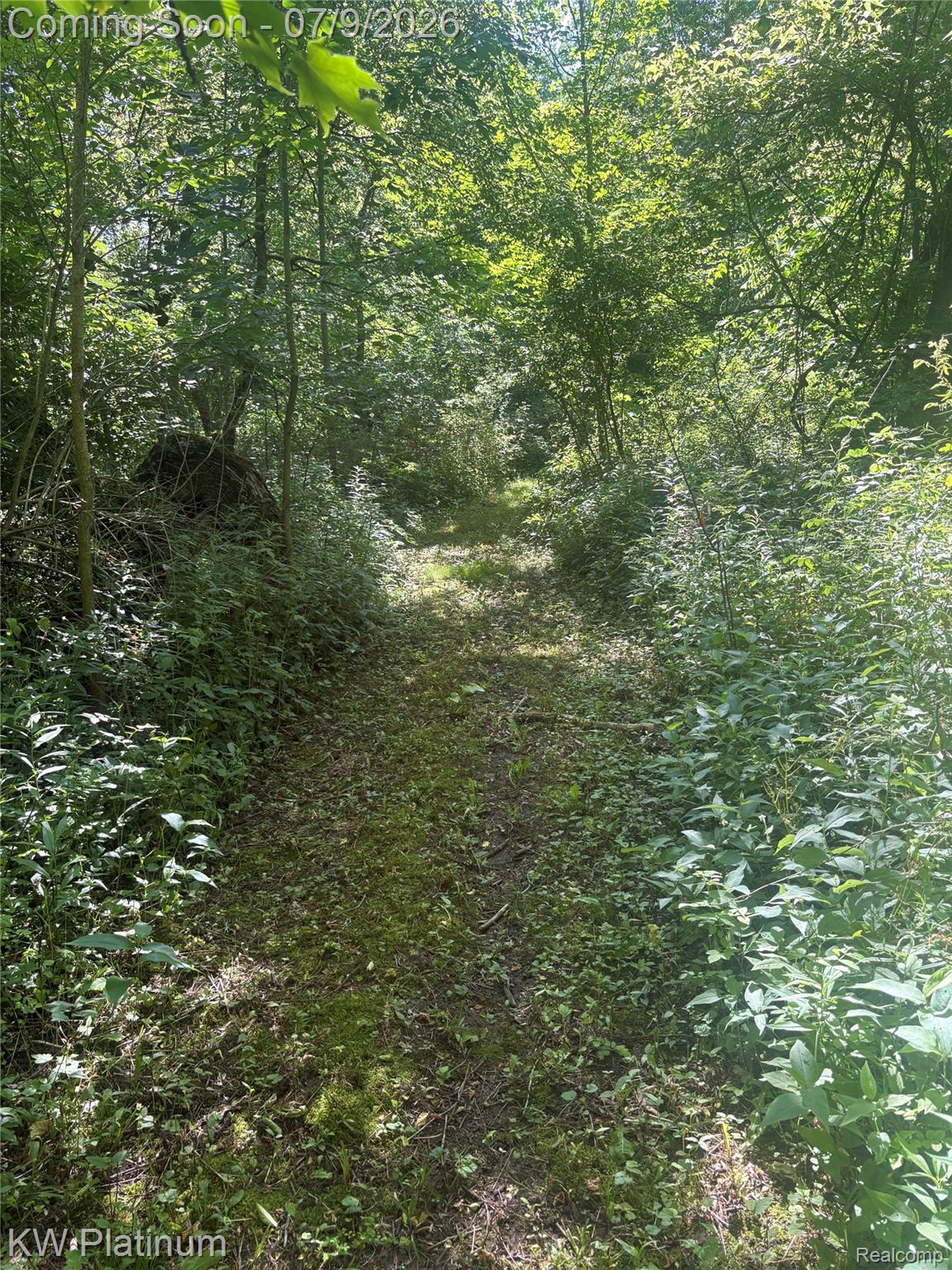 7280 North Road Fort Gratiot, MI 48059 - Photo 33 of 40 Wooded pathway through dense foliage