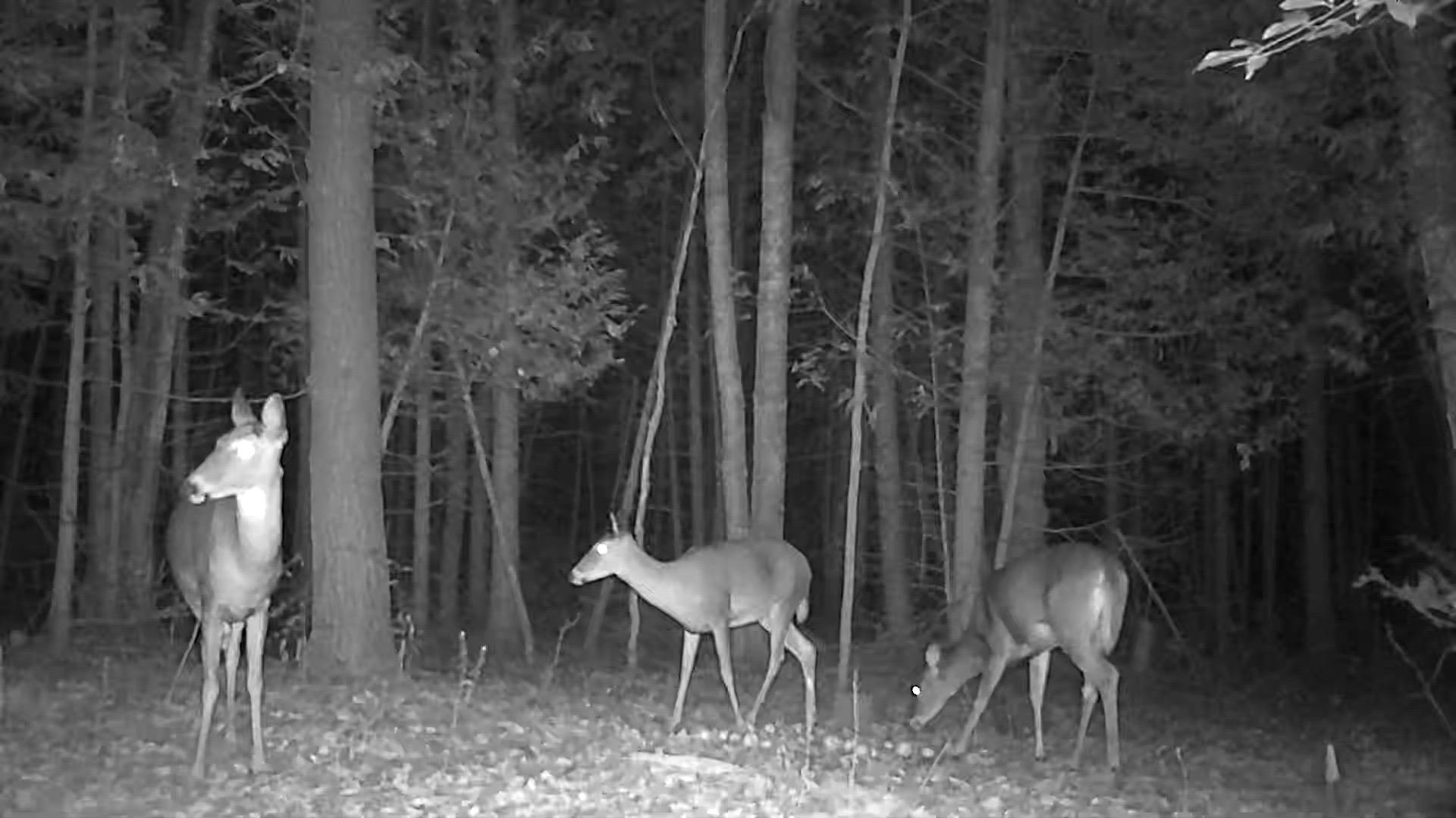 0 Swamp Road Frankfort, MI 49635 - Photo 9 of 19