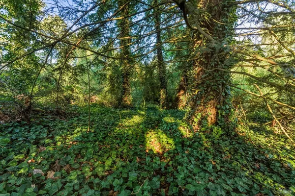 a view of forest