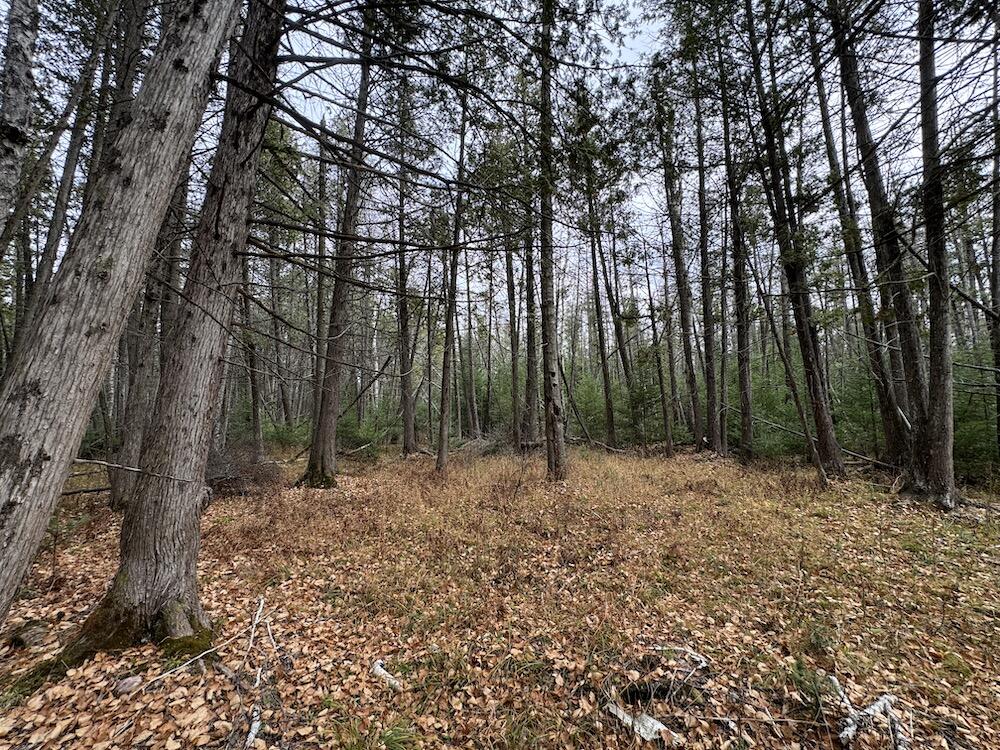 Vl Riverview Road Southeast Kalkaska, MI 49646 - Photo 8 of 40