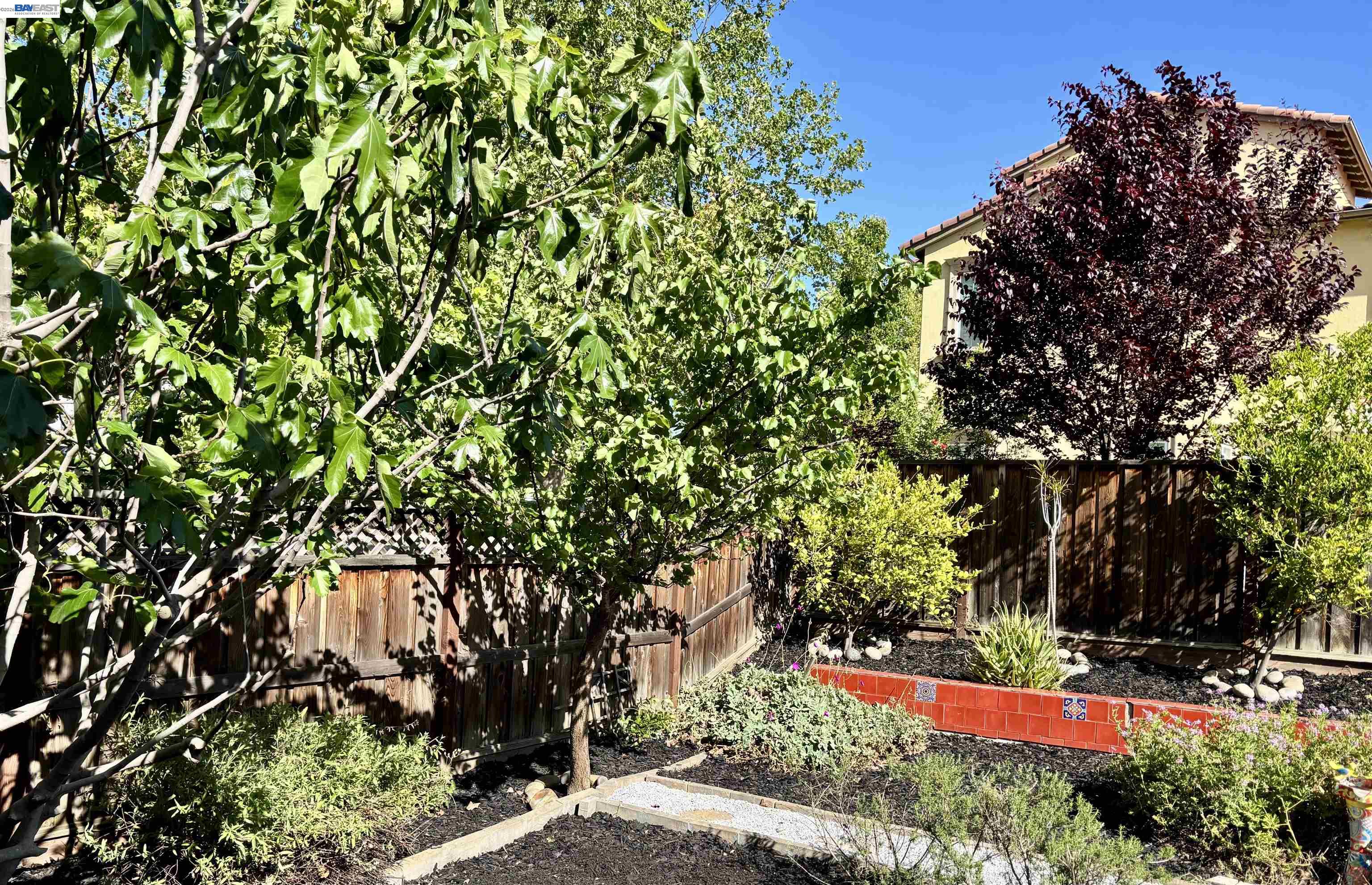 6180 Alpine Blue Drive San Ramon, CA 94582 - Photo 39 of 54 Mission fig, apricot, Mexican lime, tangerine & half cut rosemary.