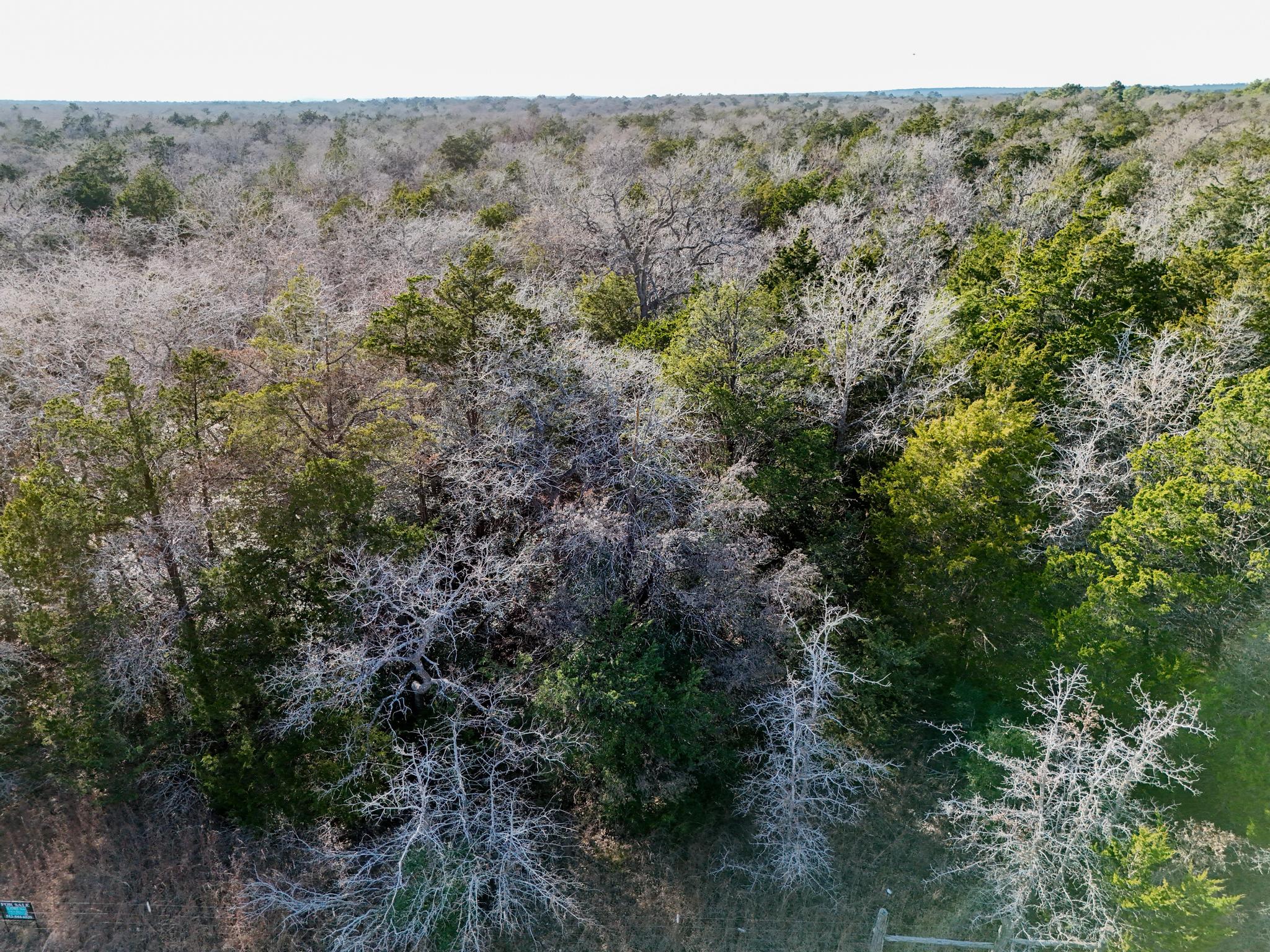 Lot 7 South Old Potato Road Paige, TX 78659 - Photo 20 of 22