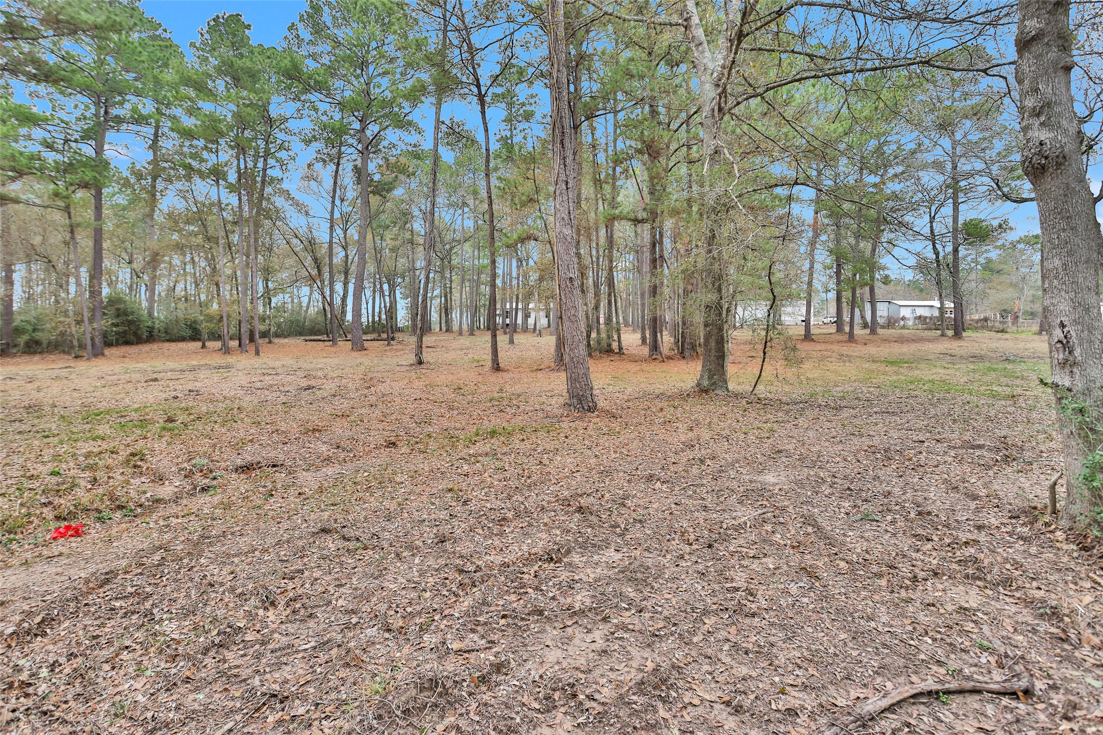 Split A Tall Pine Road Navasota, TX 77868 - Photo 3 of 22 a view of empty room with trees
