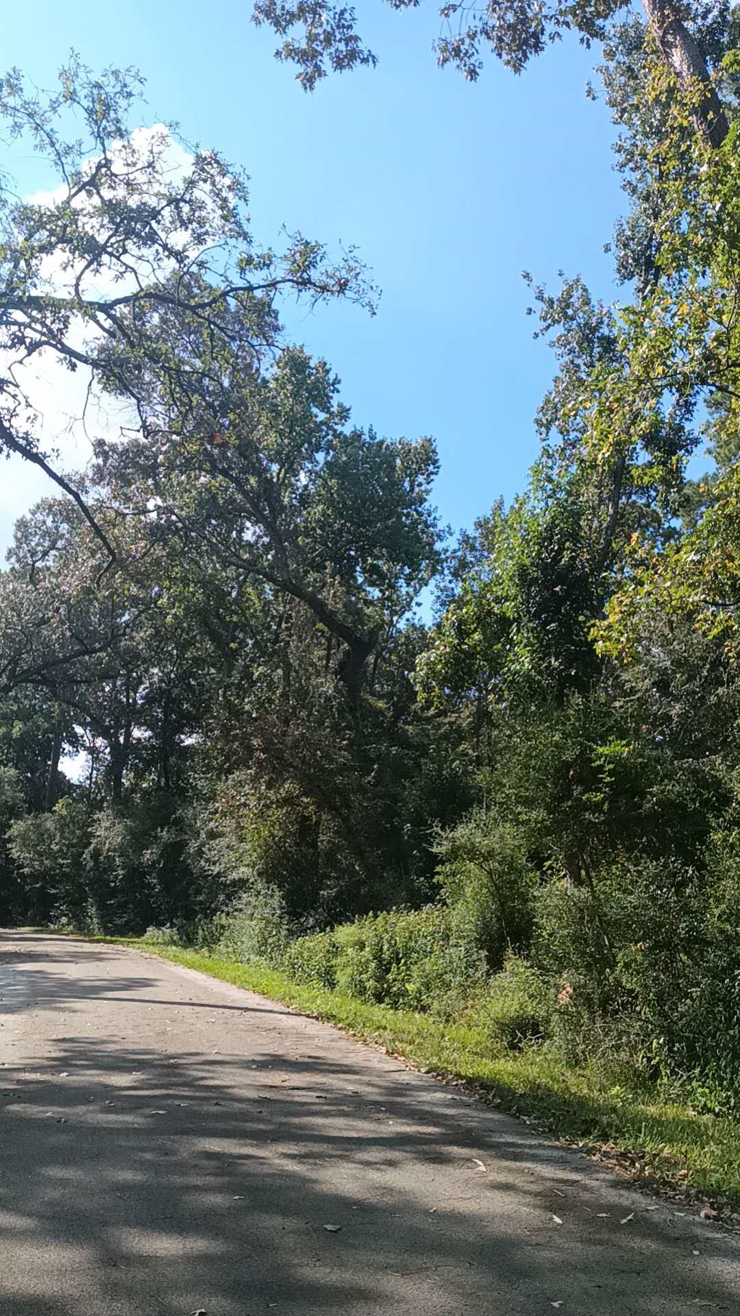 Tbd Cimmaron Drive Magnolia, TX 77355 - Photo 4 of 7