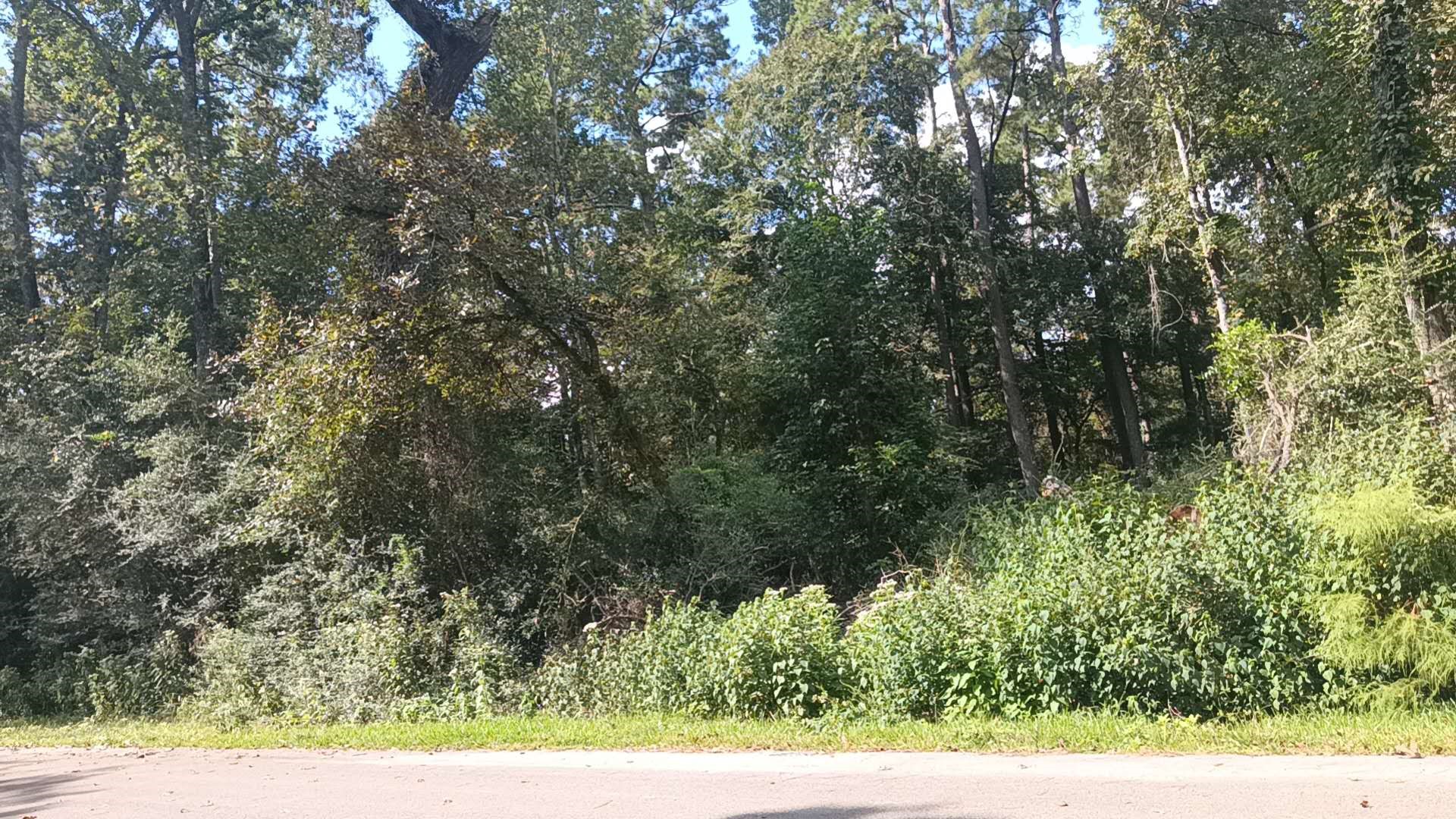 Tbd Cimmaron Drive Magnolia, TX 77355 - Photo 6 of 7