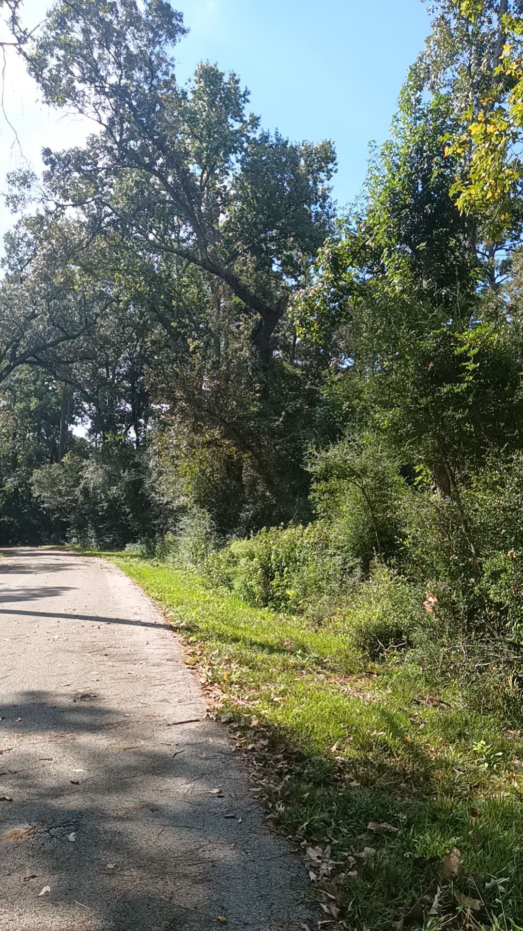 Tbd Cimmaron Drive Magnolia, TX 77355 - Photo 7 of 7 a view of yard with green space