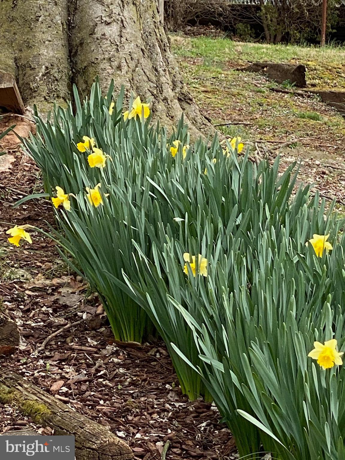 321 Spring Street Culpeper, VA 22701 - Photo 46 of 50 Beautiful flowers coming into bloom in yard