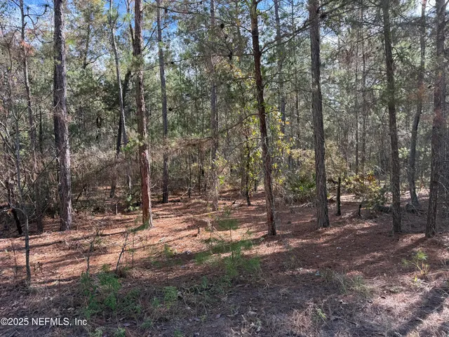 a view of a forest with trees