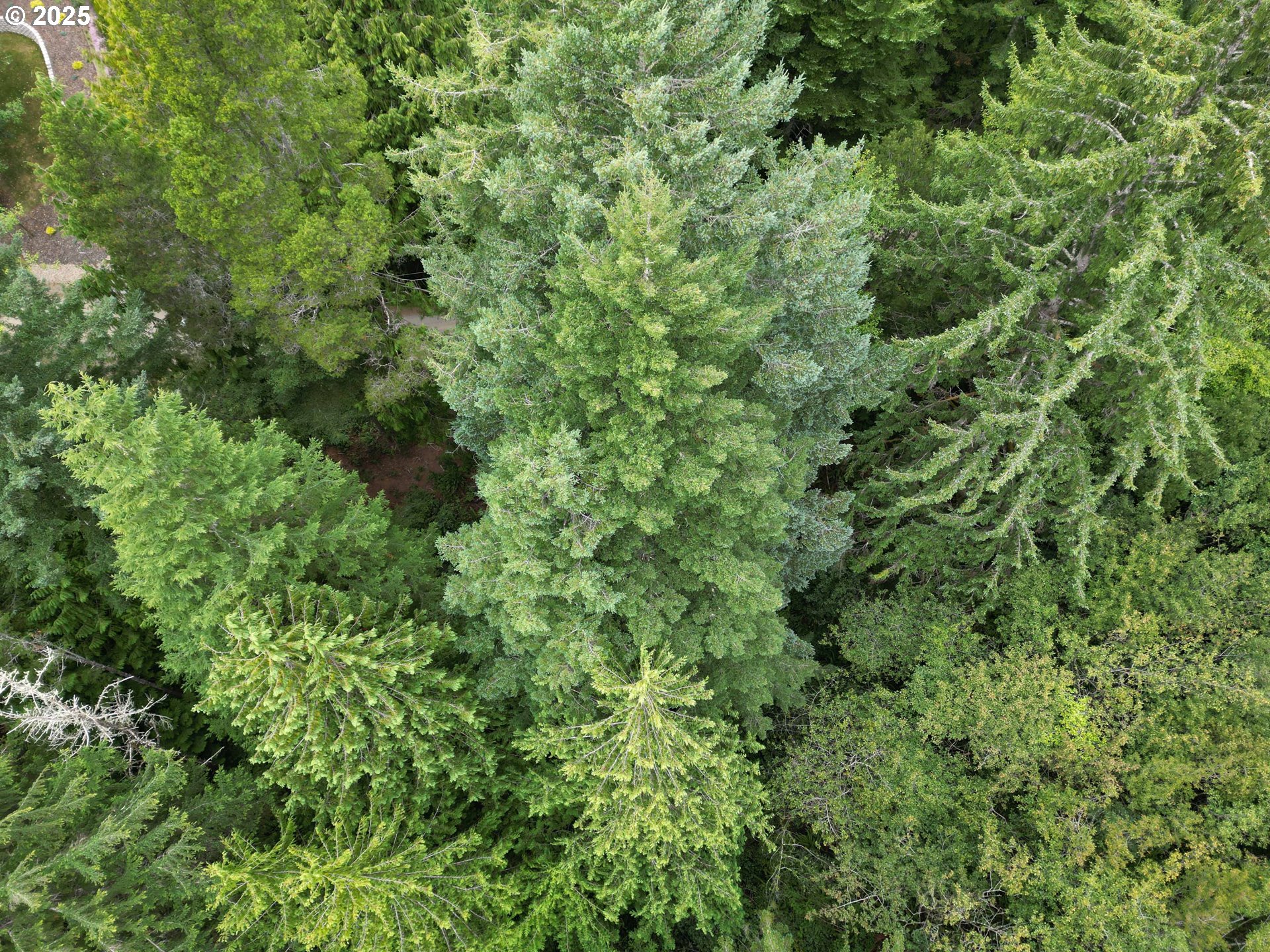 Collard Loop Florence, OR 97439 - Photo 11 of 17 an outdoor view of a yard