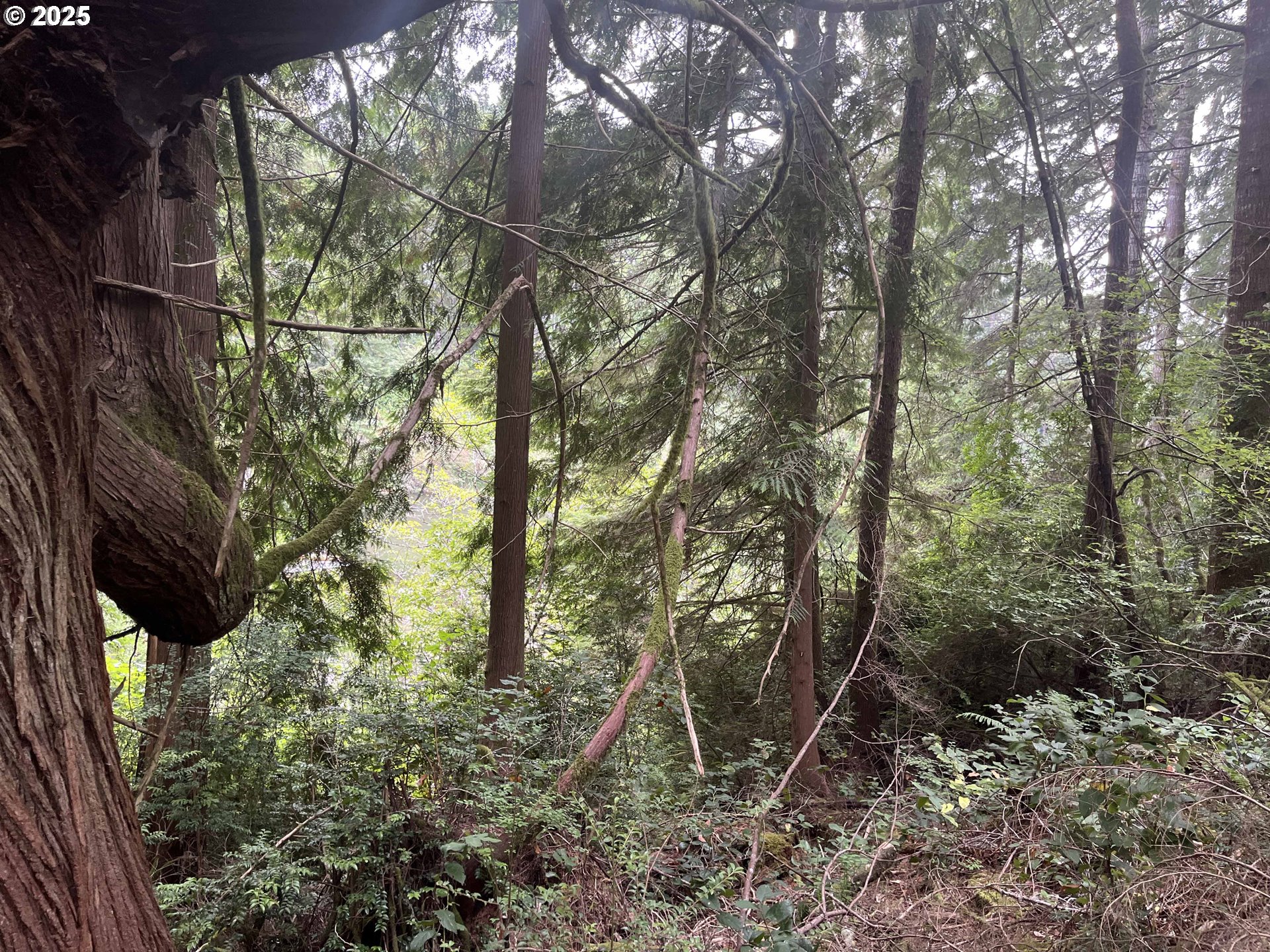 Collard Loop Florence, OR 97439 - Photo 14 of 17 a backyard of a house with lots of green space