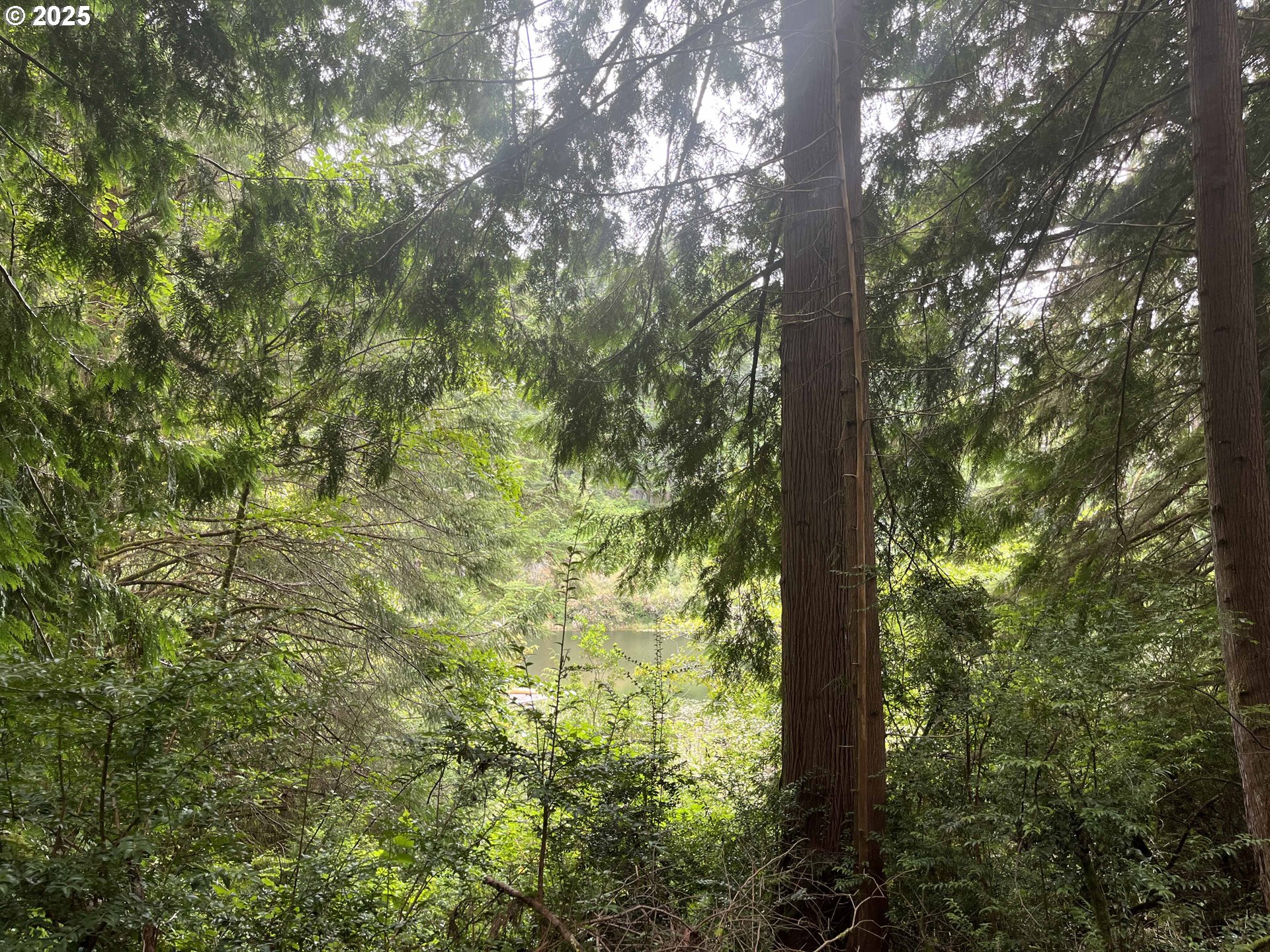 Collard Loop Florence, OR 97439 - Photo 15 of 17 a view of forest