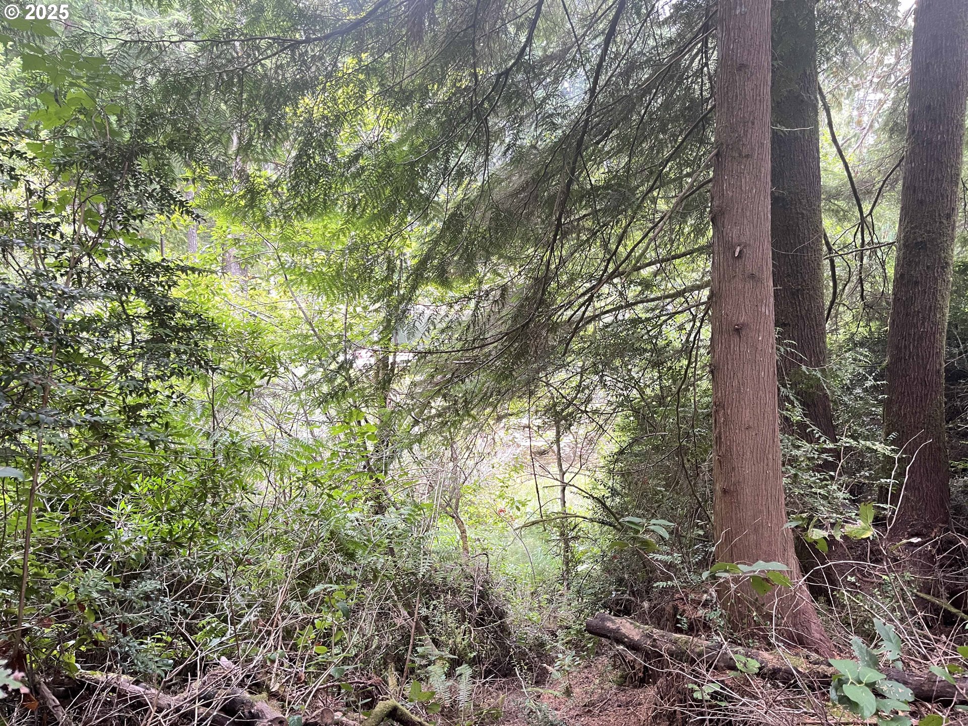 Collard Loop Florence, OR 97439 - Photo 16 of 17 a view of forest