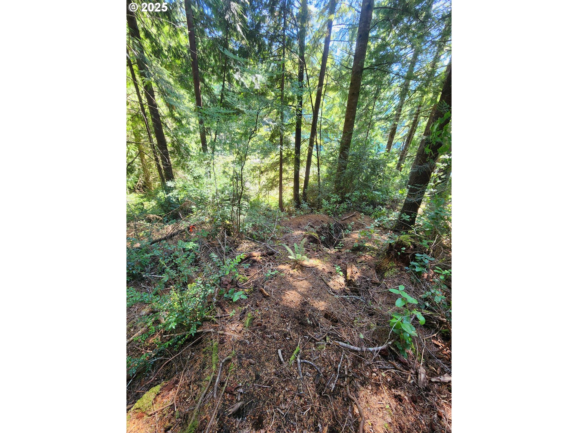 Collard Loop Florence, OR 97439 - Photo 4 of 17 a view of a yard with plants and a tree