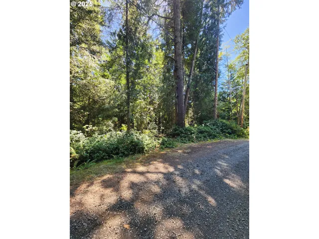 a view of a lush green forest