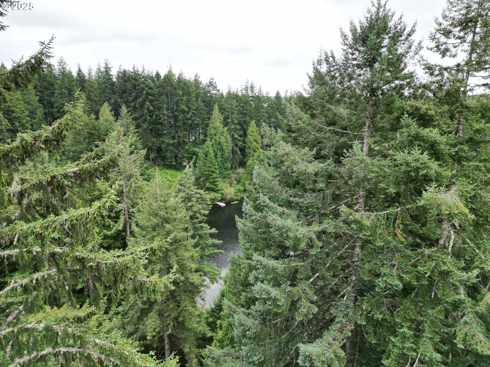 Collard Loop Florence, OR 97439 - Photo 6 of 17 a view of a lush green forest