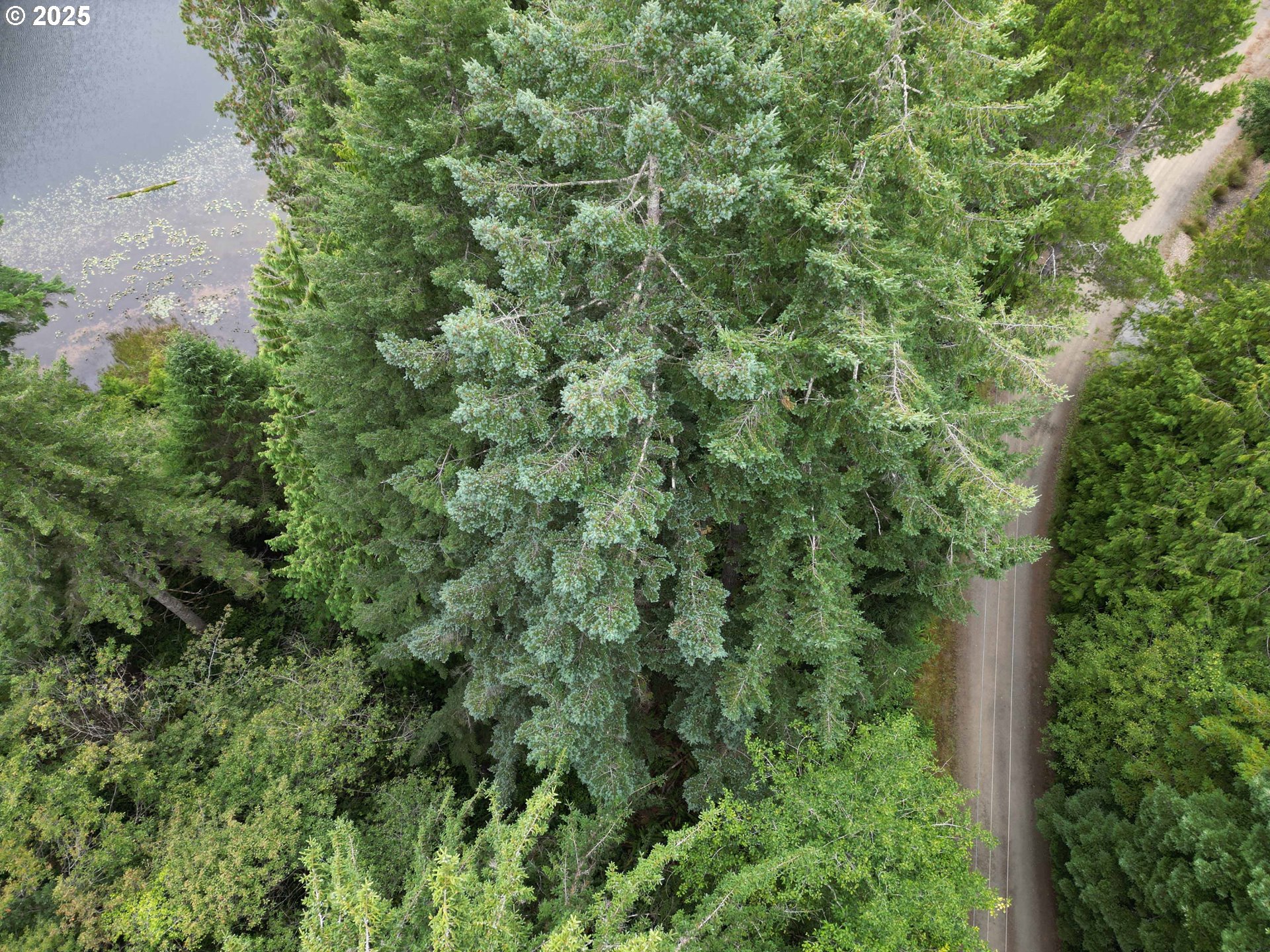 Collard Loop Florence, OR 97439 - Photo 7 of 17 an aerial view of a forest with houses