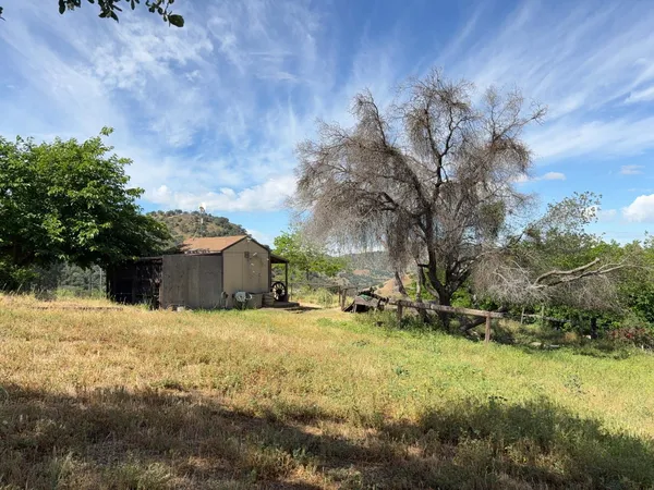a view of a backyard with a large tree