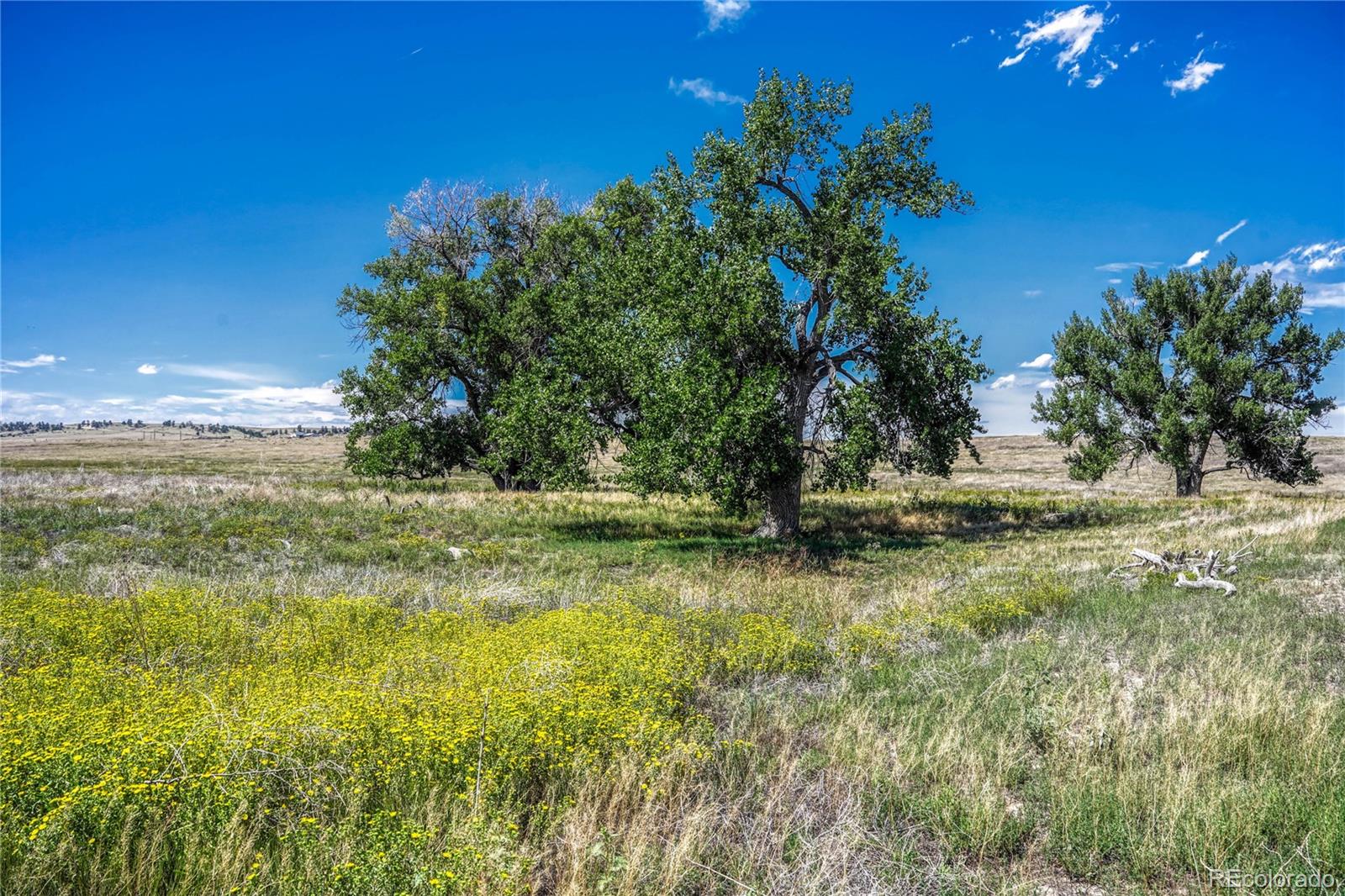 Fiddleback Ranch Road Kiowa, CO 80117 - Photo 14 of 28 a view of outdoor space with trees all around