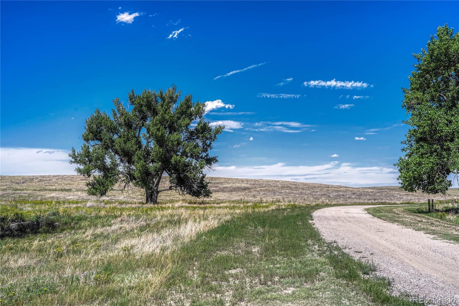 Fiddleback Ranch Road Kiowa, CO 80117 - Photo 17 of 28 a view of a yard with an tree