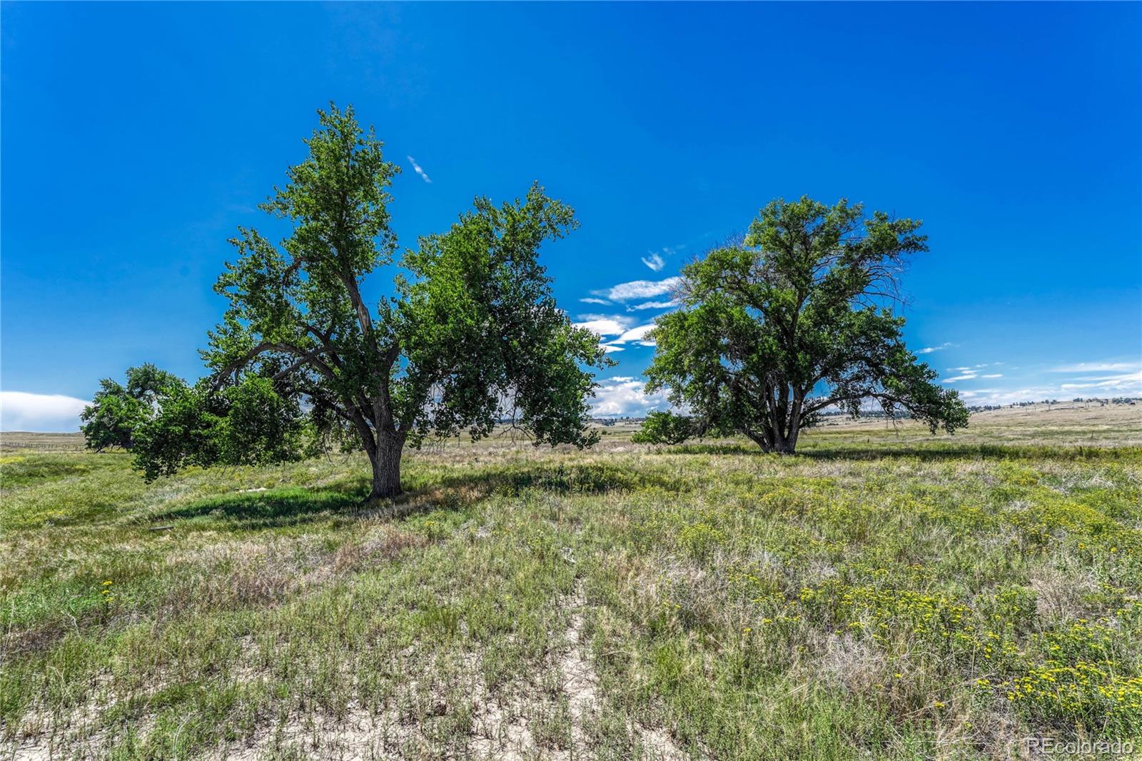 Fiddleback Ranch Road Kiowa, CO 80117 - Photo 21 of 28 a view of a yard with a tree