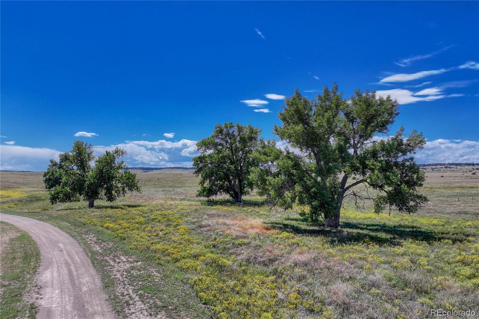 Fiddleback Ranch Road Kiowa, CO 80117 - Photo 3 of 28 a view of a yard with an tree