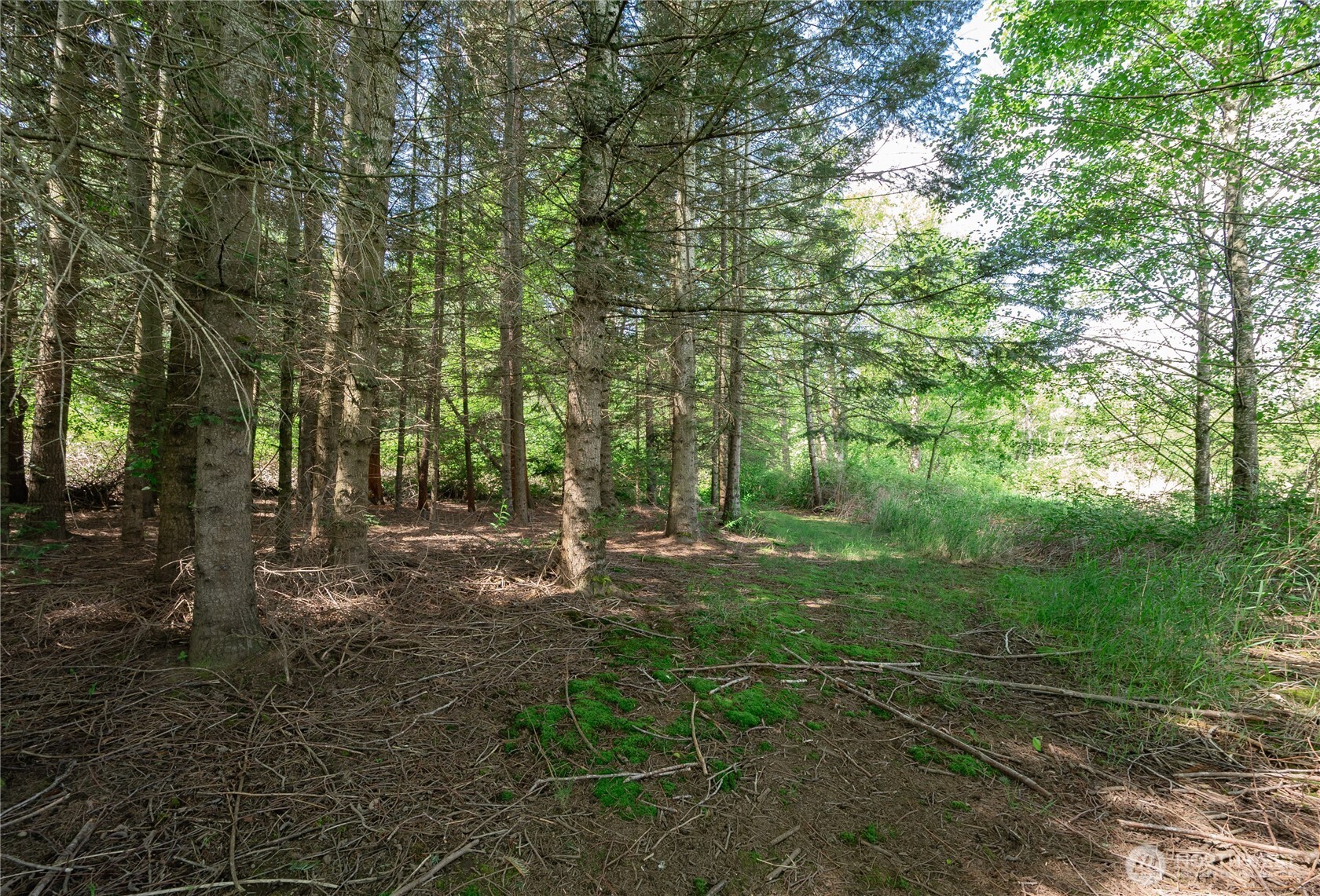 6011 Medcalf Road Bellingham, WA 98226 - Photo 12 of 22 a view of a forest with trees in the background