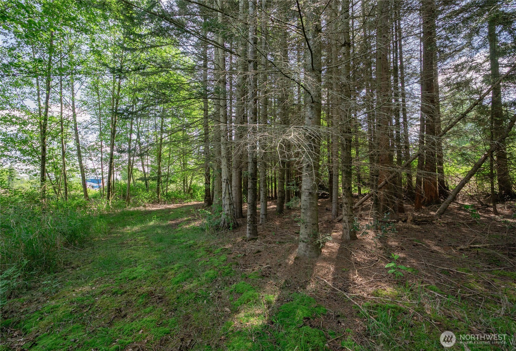 6011 Medcalf Road Bellingham, WA 98226 - Photo 14 of 22 a view of a forest with trees in the background