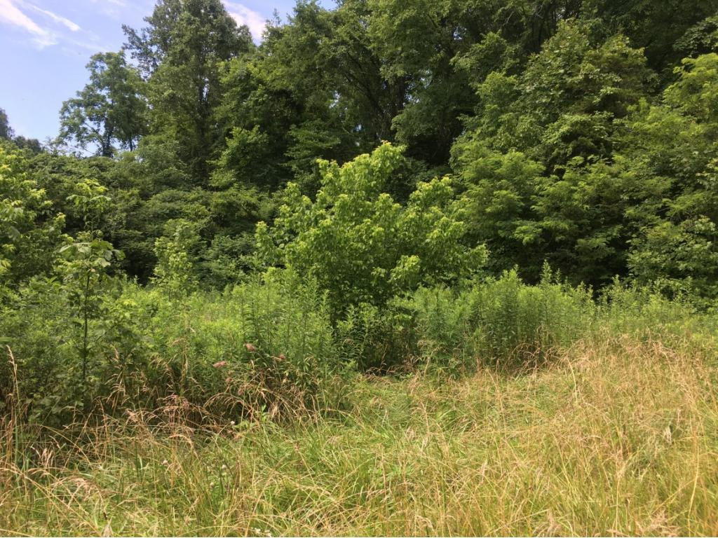 0 Shiloh Church Road Eidson, TN 37731 - Photo 2 of 7 Photo 2