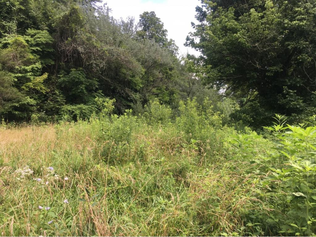 0 Shiloh Church Road Eidson, TN 37731 - Photo 3 of 7 Photo 3