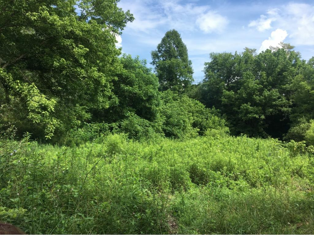 0 Shiloh Church Road Eidson, TN 37731 - Photo 4 of 7 Photo 4
