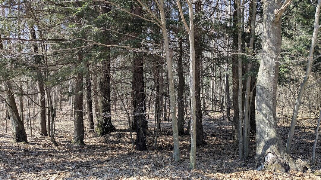 Opal Ridge Drive, Unit 68 Onekama, MI 49675 - Photo 4 of 35 Nicely Wooded