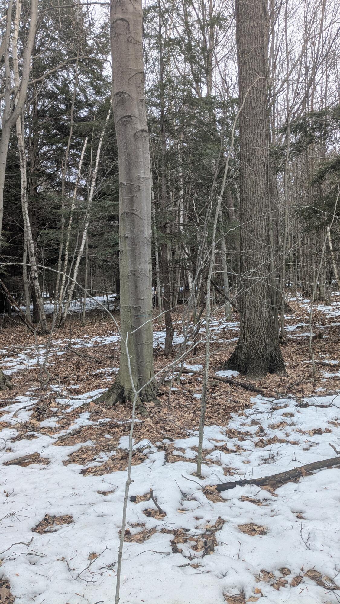 Opal Ridge Drive, Unit 68 Onekama, MI 49675 - Photo 5 of 35 Varieties of Trees