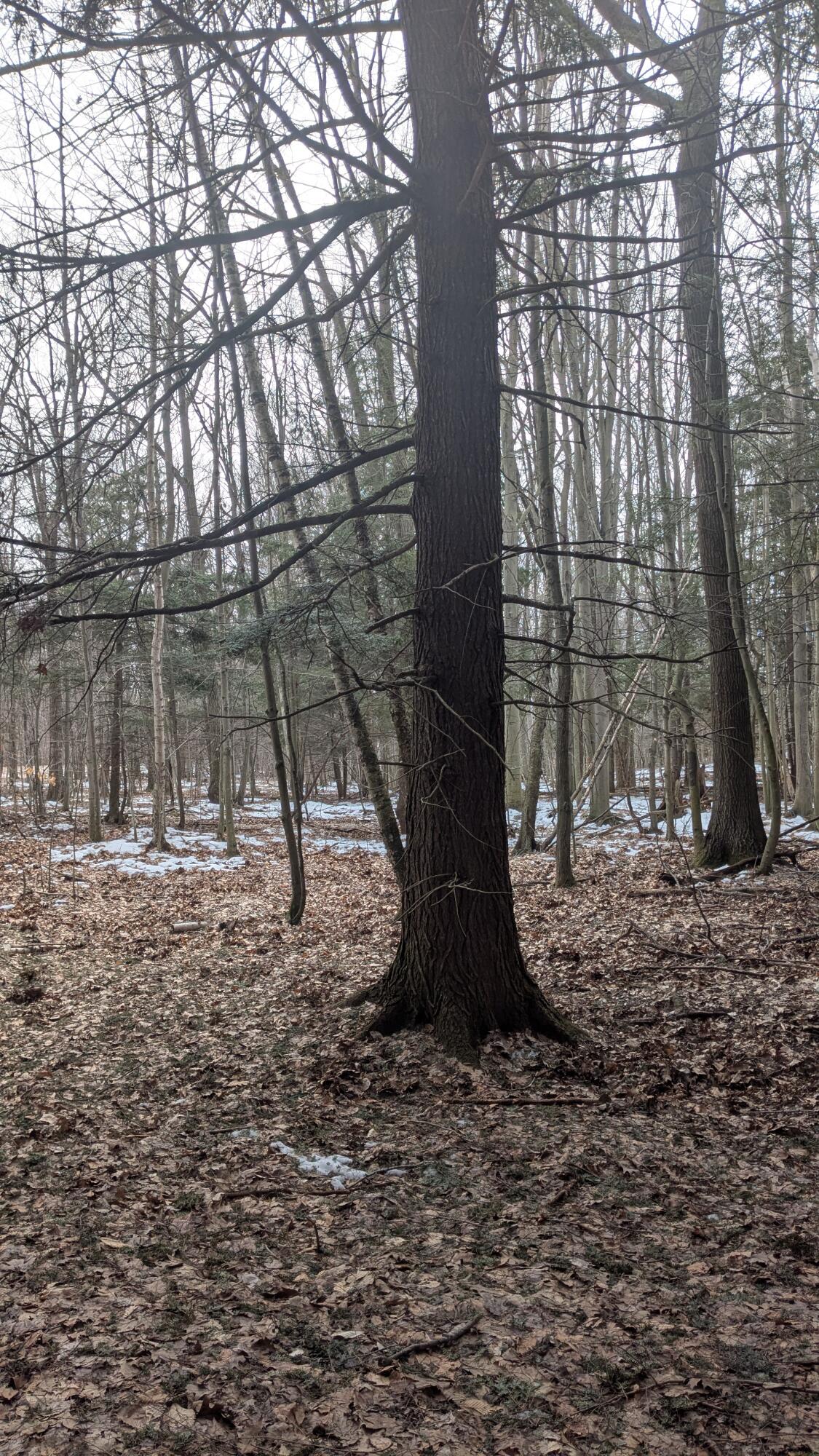 Opal Ridge Drive, Unit 68 Onekama, MI 49675 - Photo 6 of 35 Mature Trees