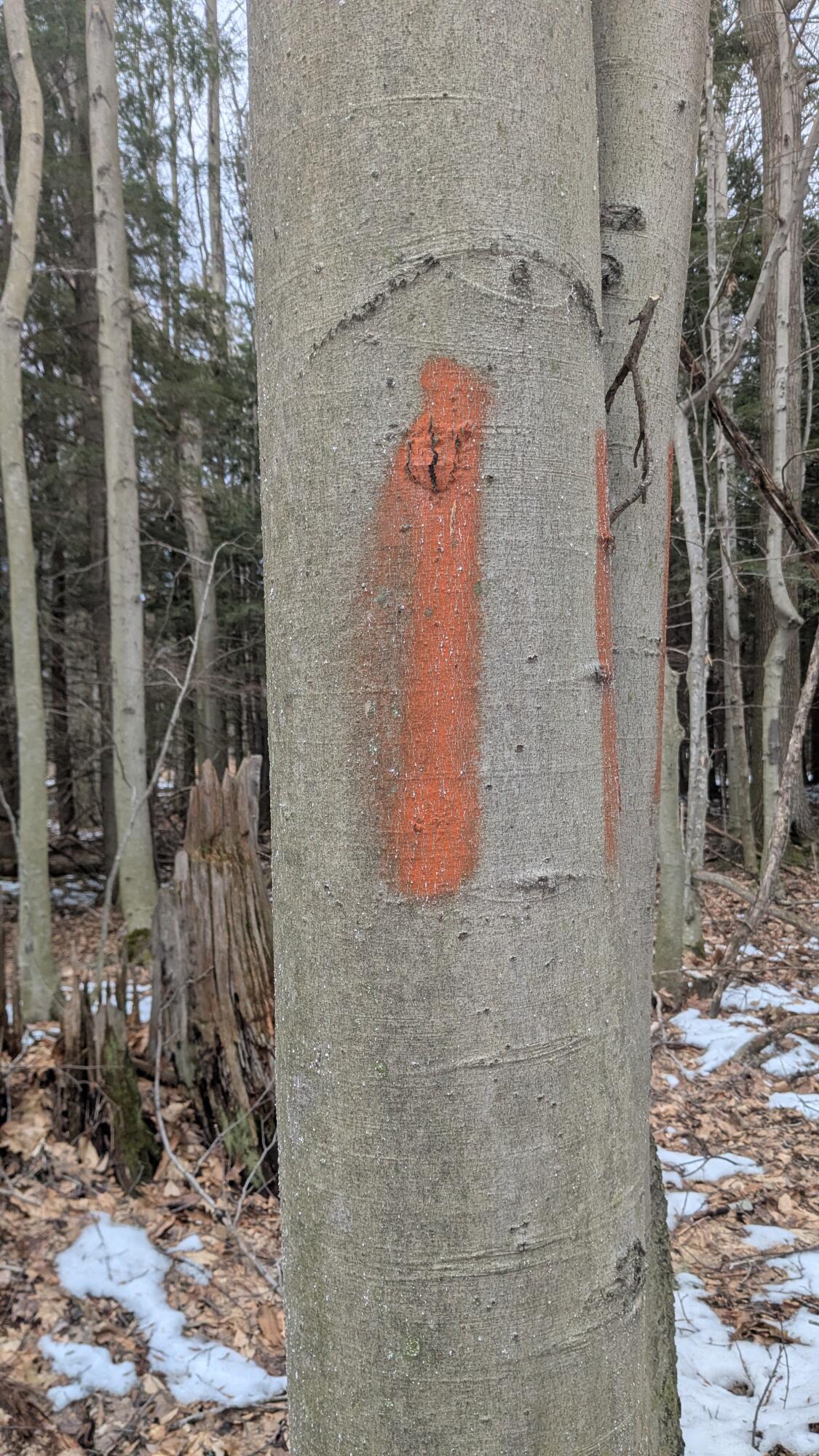 Opal Ridge Drive, Unit 68 Onekama, MI 49675 - Photo 9 of 35 Back Border to West