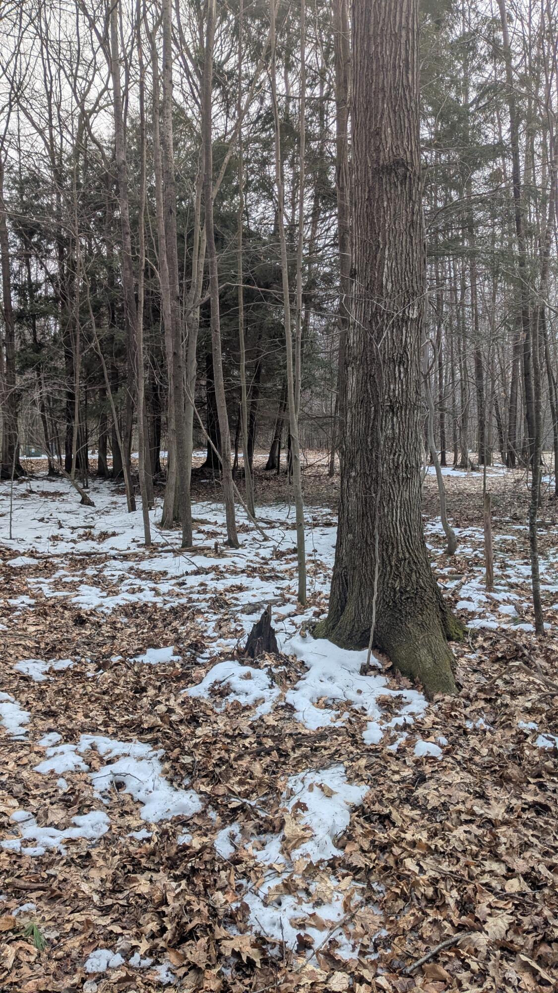 Opal Ridge Drive, Unit 68 Onekama, MI 49675 - Photo 10 of 35 No low areas