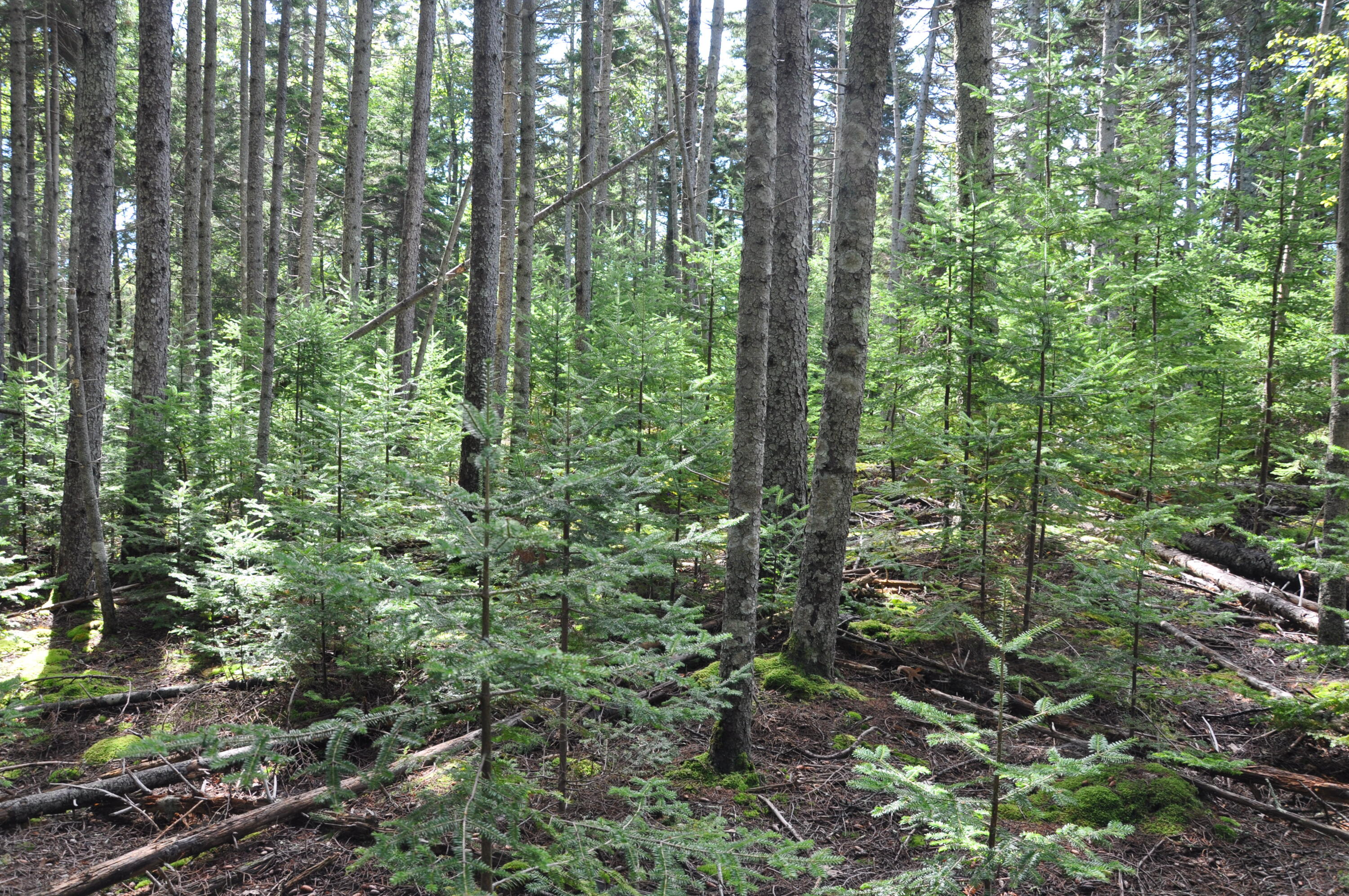93 D Kingfisher Road New Harbor, ME 04554 - Photo 2 of 13 DSC_1022