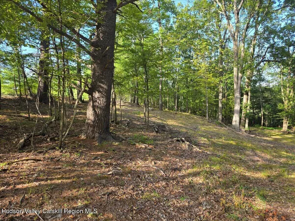 a view of a forest with trees