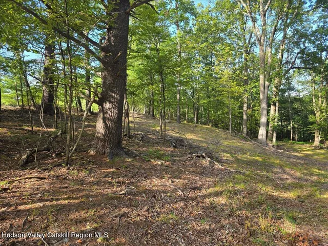 a view of a forest with trees