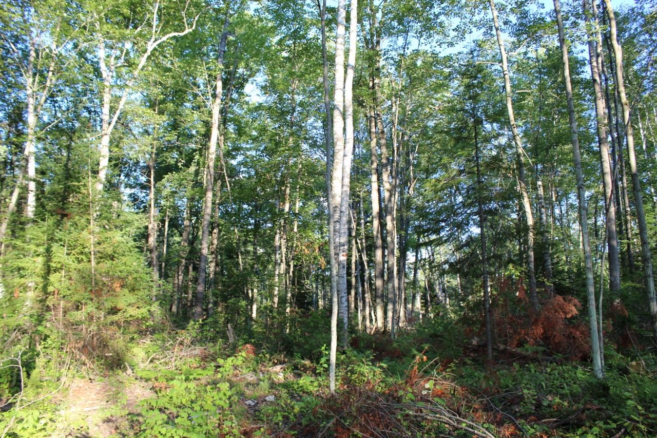 3-ac Clear Lake Road Elcho, WI 54428 - Photo 26 of 38 Gallery Image 26