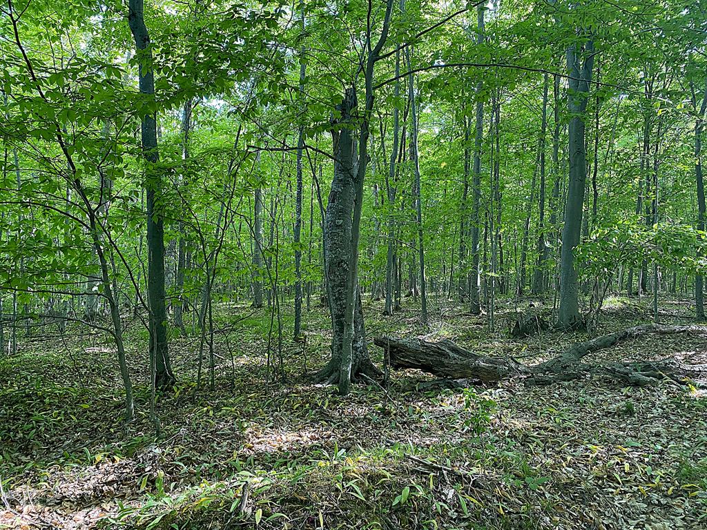Tbd Garrett Bay Road Ellison Bay, WI 54210 - Photo 11 of 16