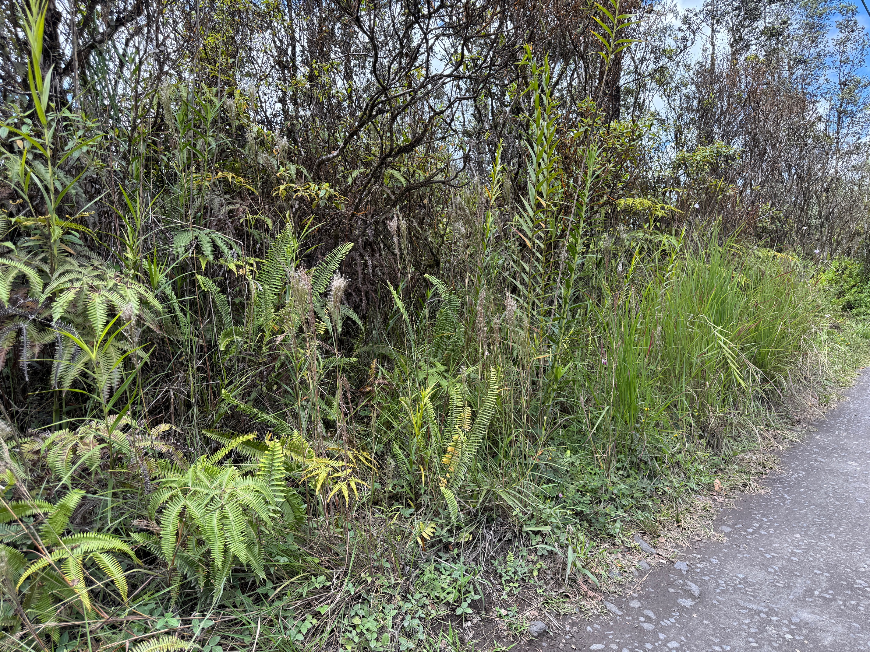 Lot L Lot L Road Mountain View, HI 96771 - Photo 4 of 8 Gallery Image 4