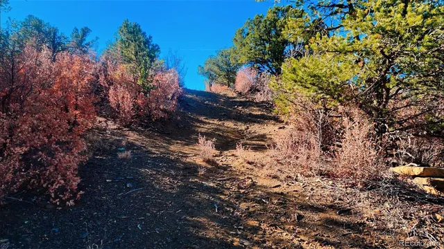 a view of a tree in a yard