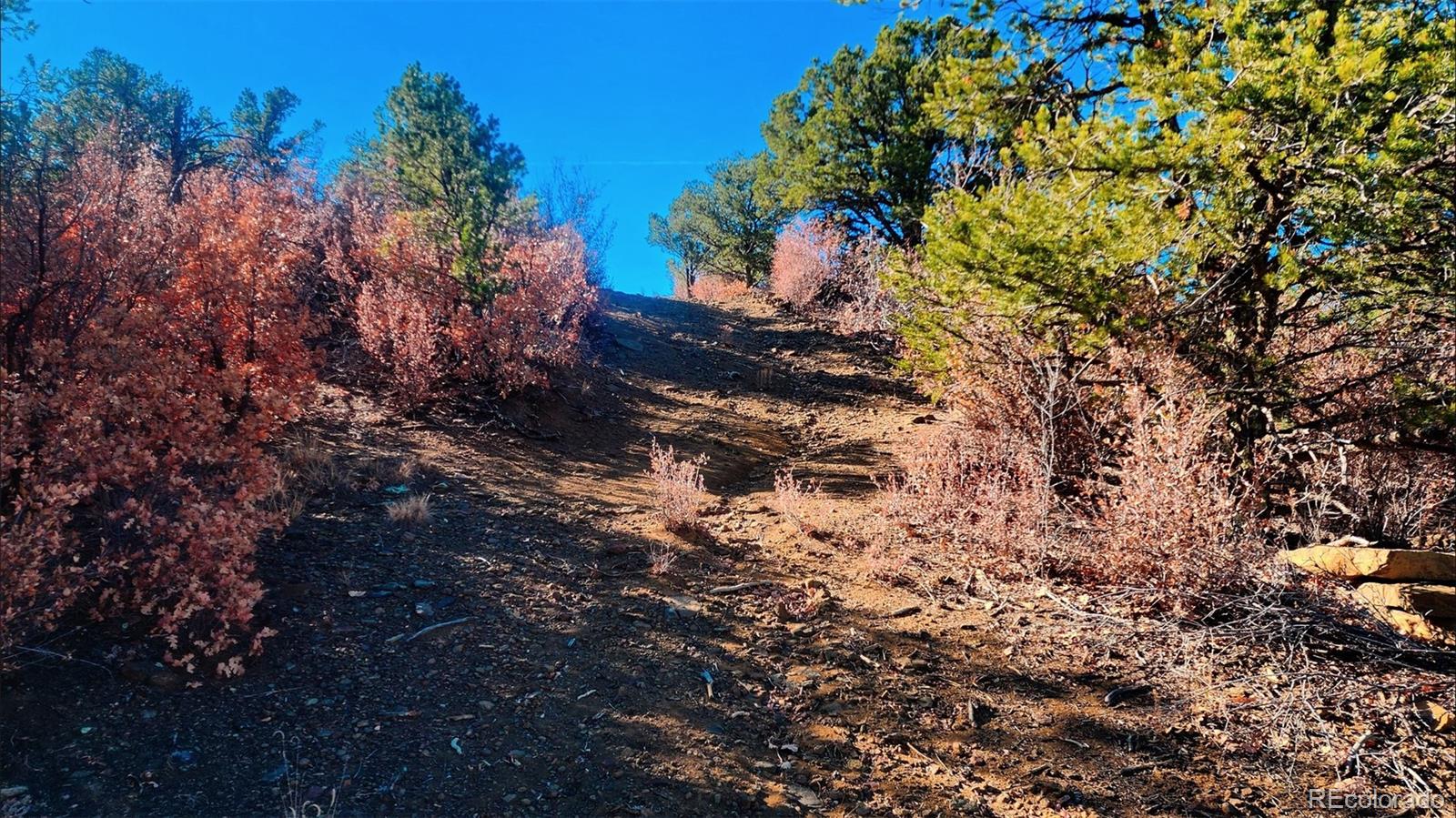 11298 Primero Ranch Trinidad, CO 81082 - Photo 15 of 36 a view of a tree in a yard